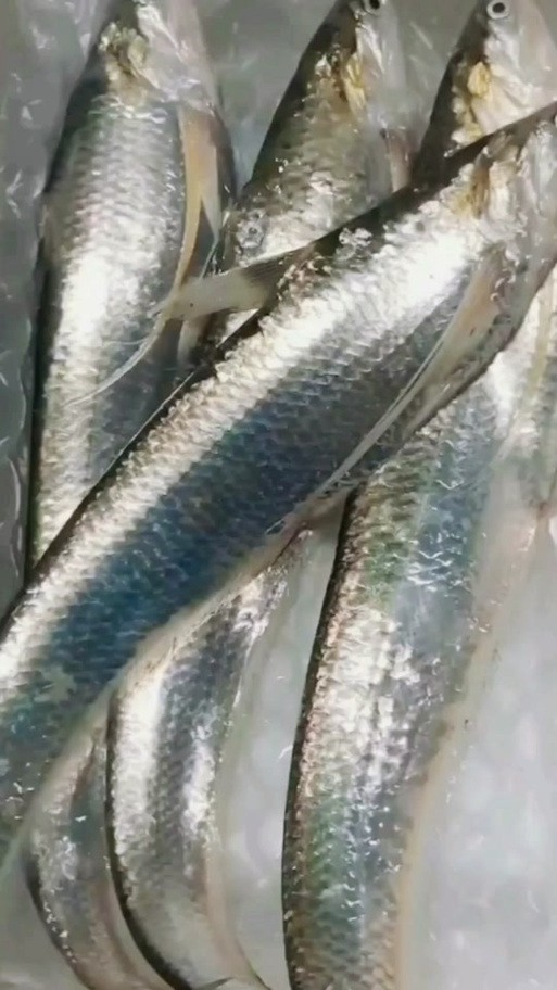 淡水刀魚圖片大全真實