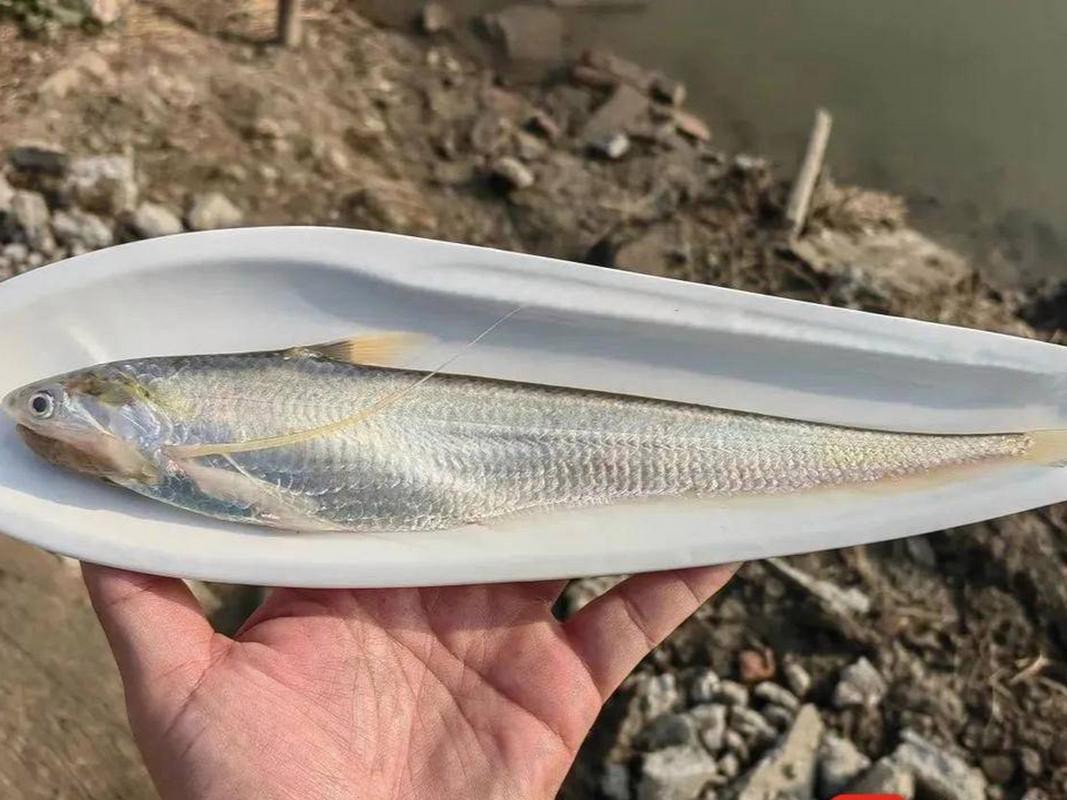 淡水刀魚圖片大全真實
