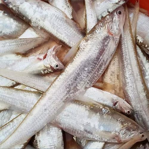 淡水刀魚圖片大全真實