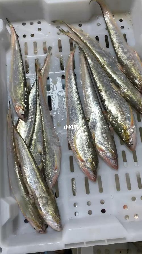 淡水刀魚圖片大全真實