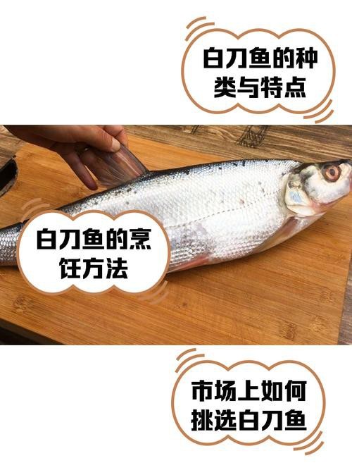 淡水刀魚圖片大全真實