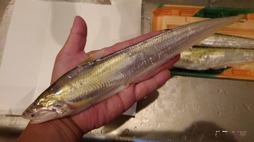 淡水刀魚圖片大全真實