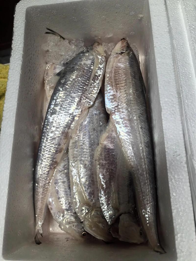 淡水刀魚圖片大全真實