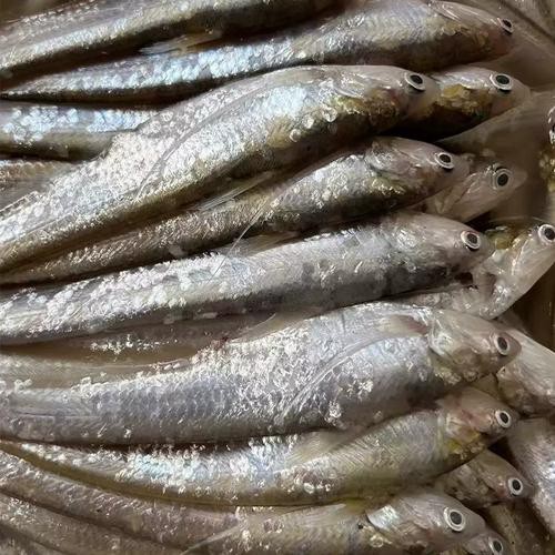淡水刀魚圖片大全真實