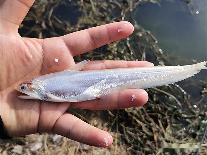 淡水刀魚圖片大全真實