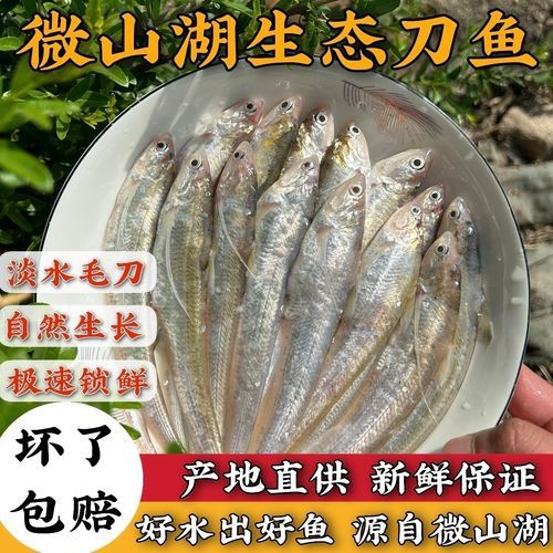 淡水刀魚圖片大全真實