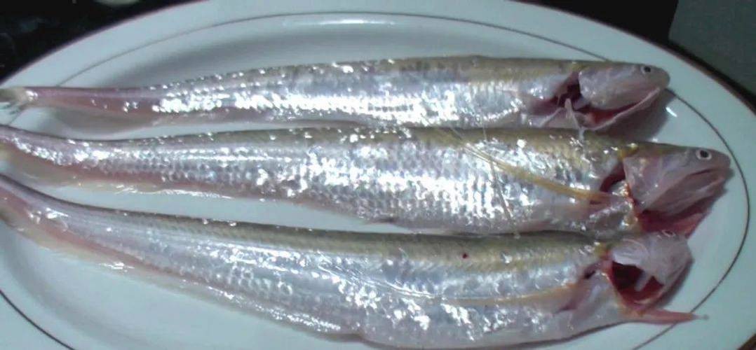 淡水刀魚圖片大全真實