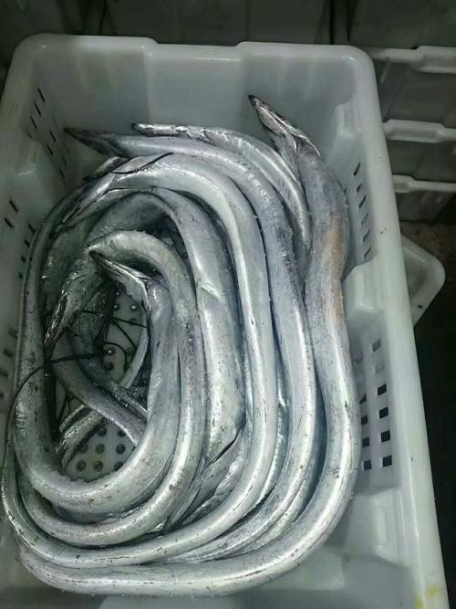 淡水刀魚圖片大全真實