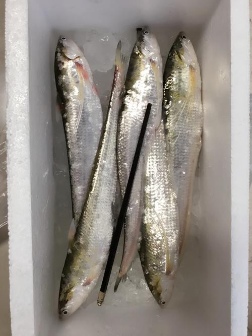 淡水刀魚圖片大全真實