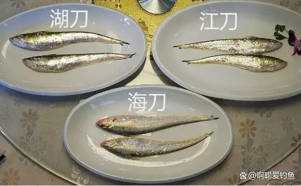 淡水刀魚圖片大全真實