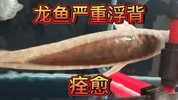 龍魚(yú)浮背一般多久會(huì)好：如何判斷龍魚(yú)浮背的嚴(yán)重程度