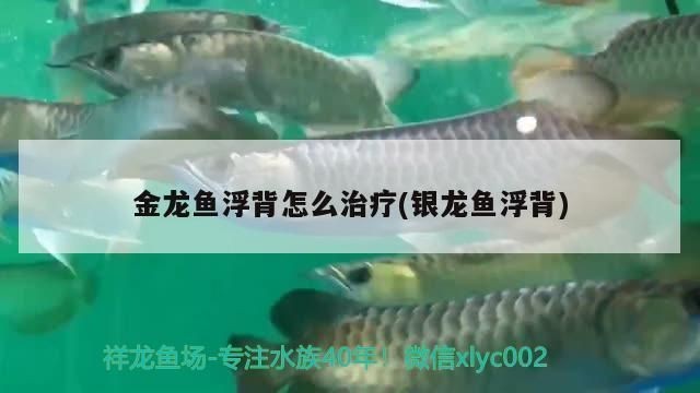 龍魚(yú)浮背一般多久會(huì)好：如何判斷龍魚(yú)浮背的嚴(yán)重程度