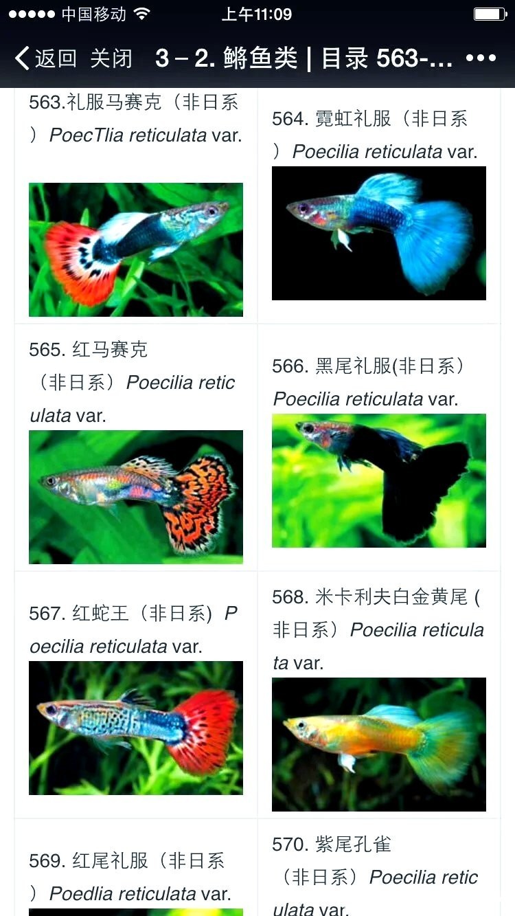 孔雀魚比賽有哪些常見品系?