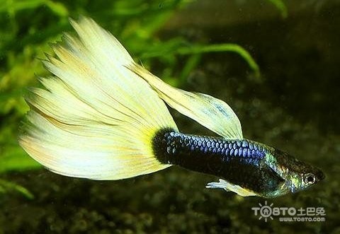 孔雀魚比賽有哪些常見品系?