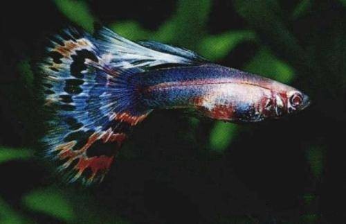 孔雀魚比賽有哪些常見品系?