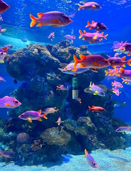 廣東水族展有哪些特色展區？