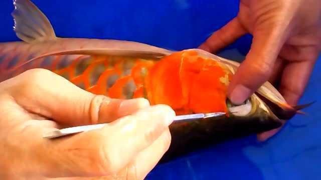 龍魚做掉眼手術血管剪破：\"龍魚掉眼手術的步驟和注意事項