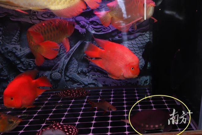 花鳥市場的歷史演變花鳥魚蟲市場的歷史演變花鳥市場：花鳥市場是一個(gè)怎樣的地方？