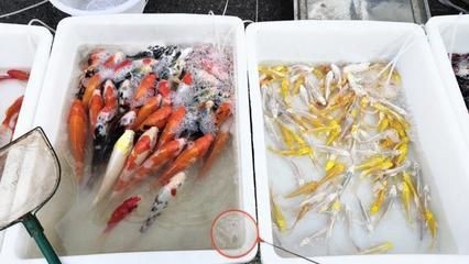 花鳥市場的歷史演變花鳥魚蟲市場的歷史演變花鳥市場：花鳥市場是一個(gè)怎樣的地方？