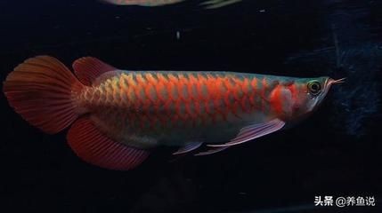 骨舌魚是金龍魚嗎：巨骨舌魚和金龍魚是骨舌魚科的魚類，但它們是不同的物種