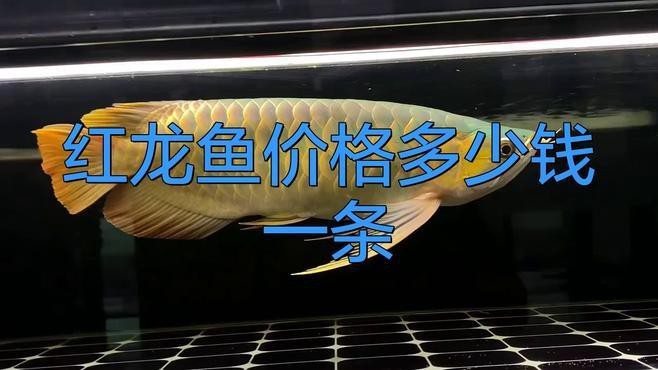 紅龍魚價格未來走勢如何？