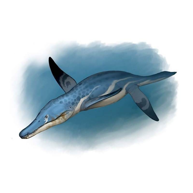 上龍類是如何捕食魚龍的？