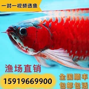 金龍魚活魚批發價格表大全，金龍魚批發價格表大全