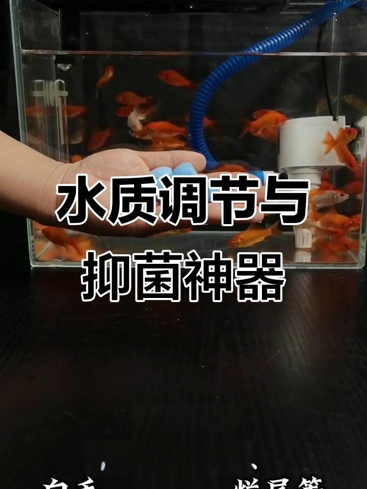 觀賞魚專用鹽哪個品牌好