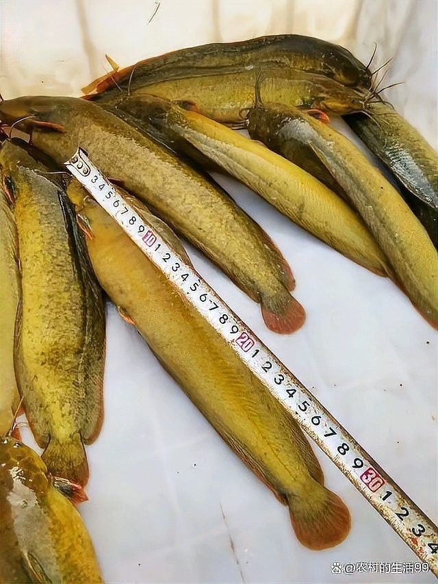 高密度養魚一立方米養多少魚