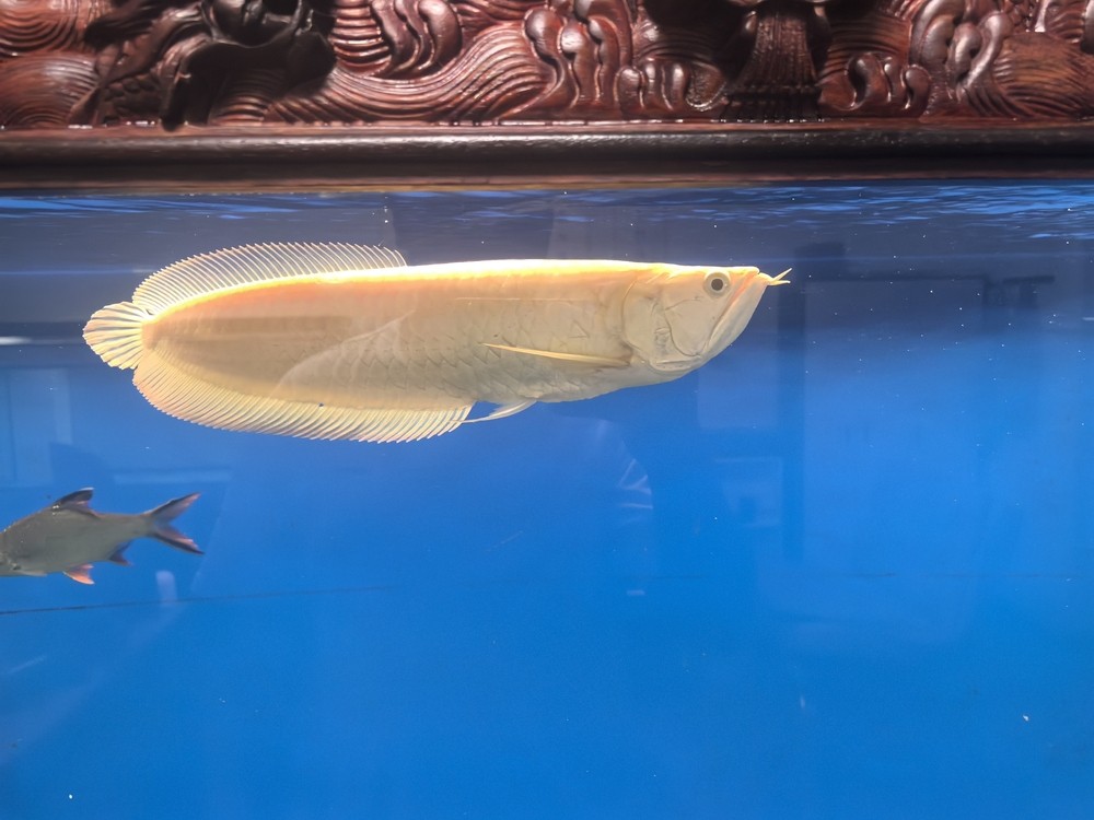 不兜不掉鯊魚嘴