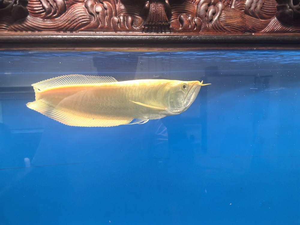 不兜不掉鯊魚嘴