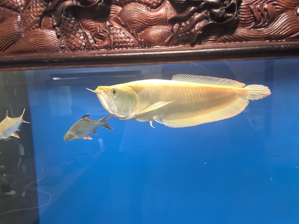 不兜不掉鯊魚嘴