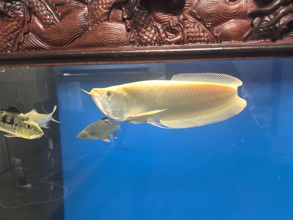 不兜不掉鯊魚嘴