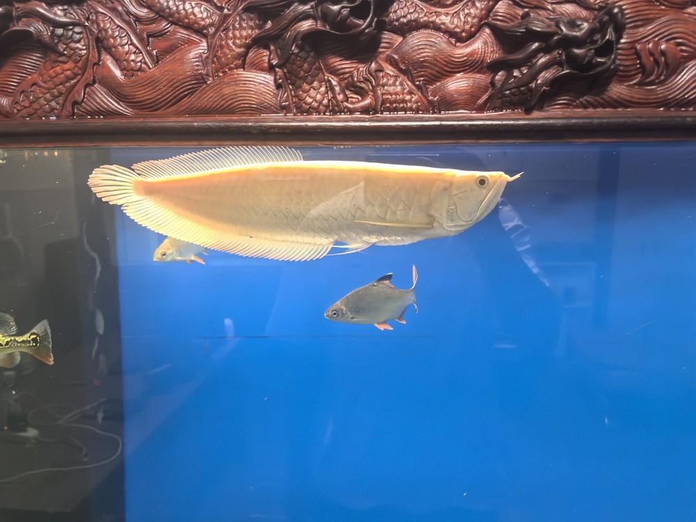不兜不掉鯊魚嘴