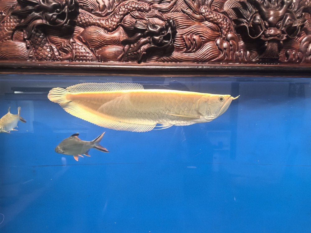 不兜不掉鯊魚嘴