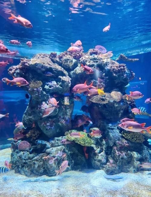 廣東水族展2025