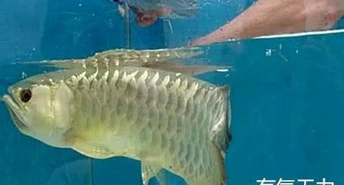 金龍魚不往下游漂浮在水面上不動怎么辦? 龍魚游不起來怎么辦,銀龍魚游不起來怎么辦,銀龍魚游不動怎么辦 銀龍魚百科 龍魚游不起來怎么辦,銀龍魚游不起來怎么辦,銀龍魚游不動怎么辦 龍魚游不起來怎么辦,銀龍魚游不起來怎么辦,銀龍魚游不動怎么辦 銀龍魚百科