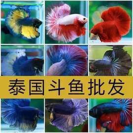 白金龍魚小的多少錢一條