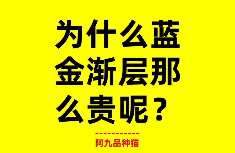 藍底和金底哪個更稀有？
