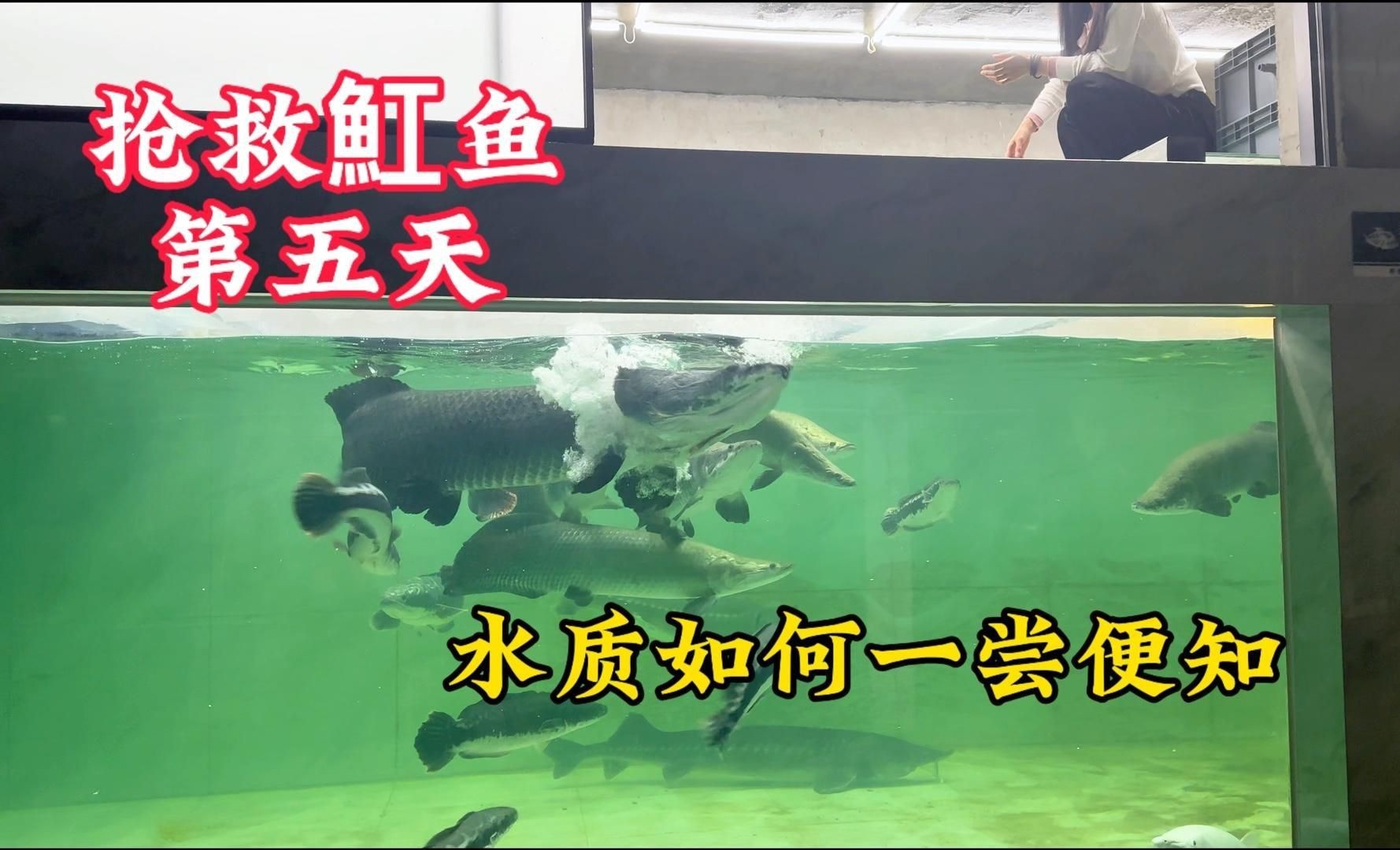 2019年死魚事件對比賽影響有多大？