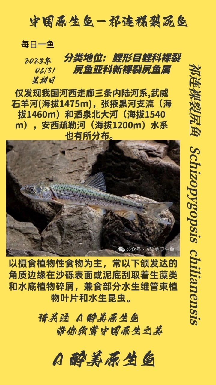祁連裸裂尻魚