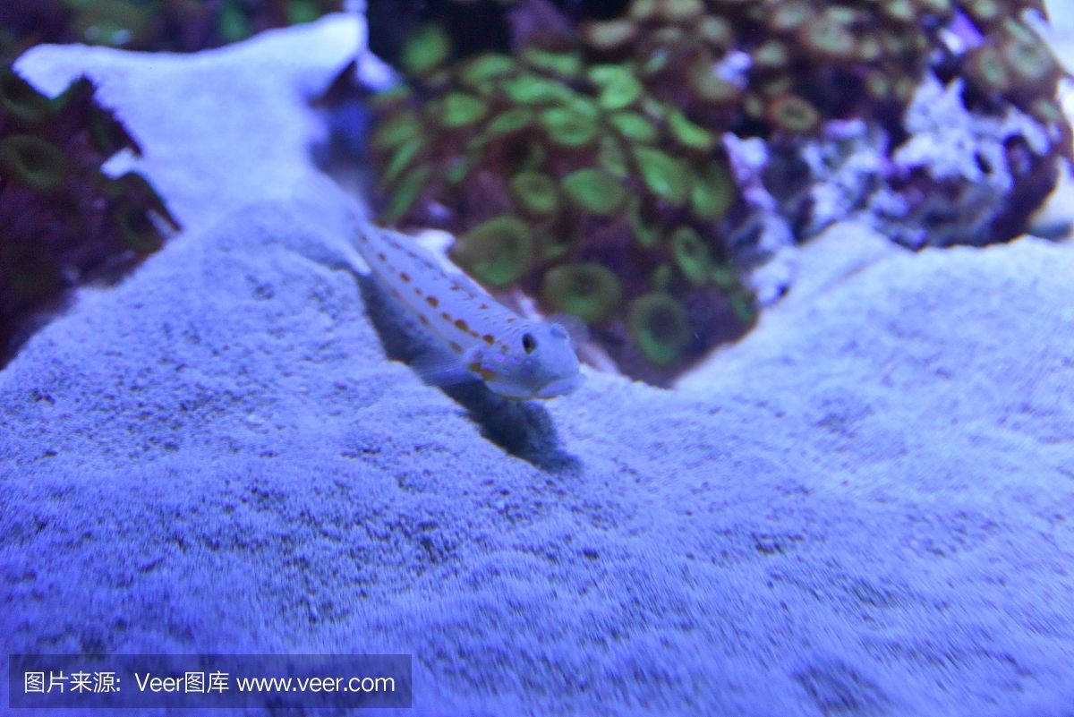 野生魚缸里放普通沙子好嗎：野生魚缸里放普通沙子合適嗎