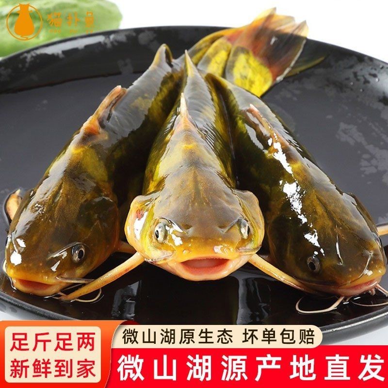 虎紋鴨嘴鯊魚可以吃嗎