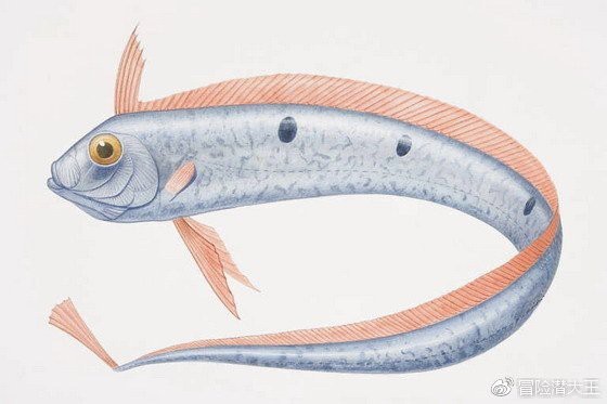 龍王魚俗稱什么魚