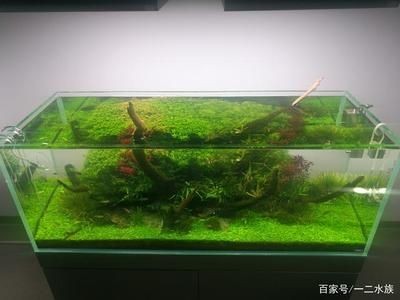 魚缸造景師的職業發展路徑：水族箱造景大賽背后的故事