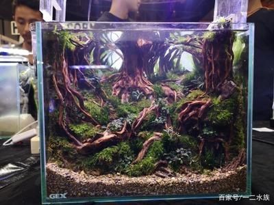 魚缸造景師的職業發展路徑：水族箱造景大賽背后的故事