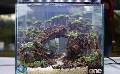 魚缸造景師的職業發展路徑：水族箱造景大賽背后的故事
