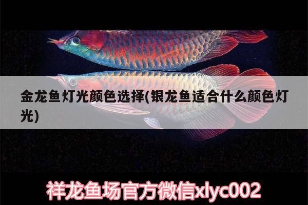 金龍魚燈光顏色選擇(銀龍魚適合什么顏色燈光)