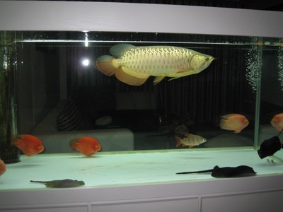 武漢市江岸區(qū)康琪生態(tài)水族器材廠（武漢市江岸區(qū)康琪生態(tài)水族器材廠地址）