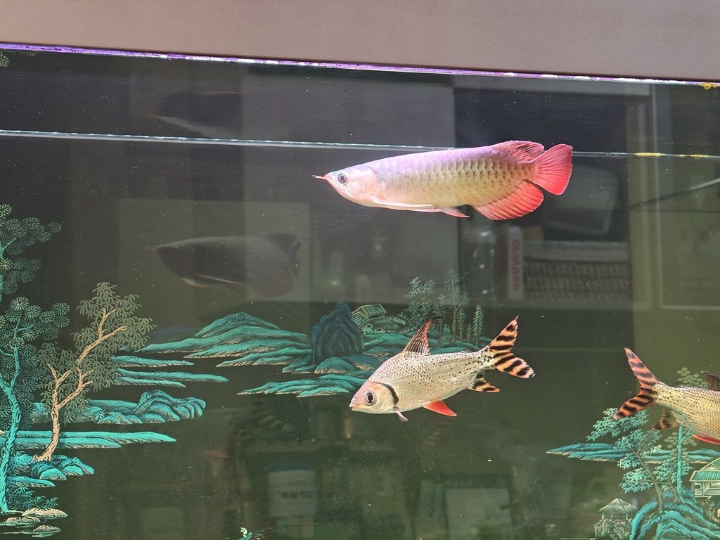求大佬們幫忙看看這條小紅龍怎么樣